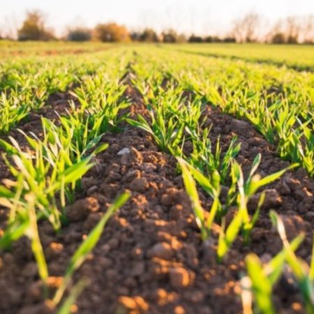 Agriculture