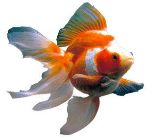 Aquaculture